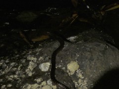 Leptodeira rubricata