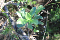 Grindelia buphthalmoides