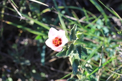 Pavonia cymbalaria