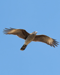 Daptrius chimango chimango