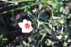 Pavonia cymbalaria