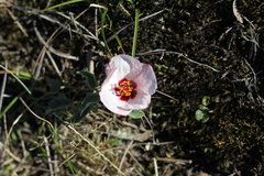 Pavonia cymbalaria