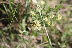 Baccharis linearifolia
