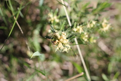 Baccharis linearifolia