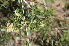 Baccharis linearifolia