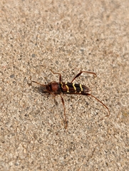 Neoclytus acuminatus