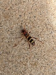 Neoclytus acuminatus