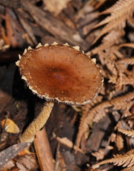 Stropharia formosa