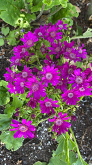 Pericallis × hybrida