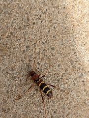 Neoclytus acuminatus