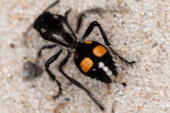 Traumatomutilla vidua