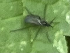 Insecta