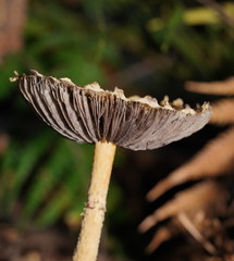 Stropharia formosa