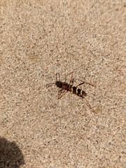 Neoclytus acuminatus