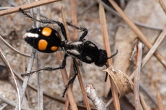 Traumatomutilla vidua