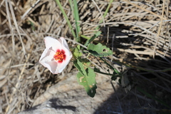Pavonia cymbalaria