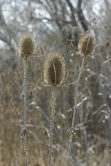 Dipsacus fullonum