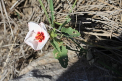 Pavonia cymbalaria