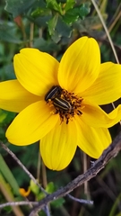 Astylus vittaticollis