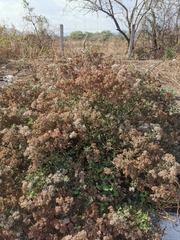 Salpianthus arenarius