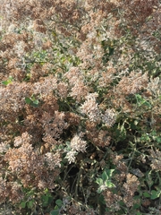 Salpianthus arenarius