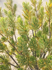Suriana maritima
