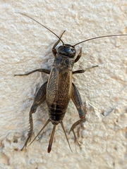 Modicogryllus