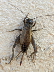 Modicogryllus
