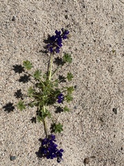 Lupinus odoratus