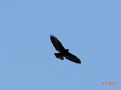 Buteo brachyurus