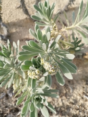 Tournefortia gnaphalodes