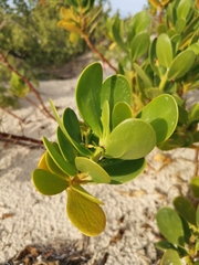 Scaevola plumieri