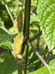 Anolis carolinensis