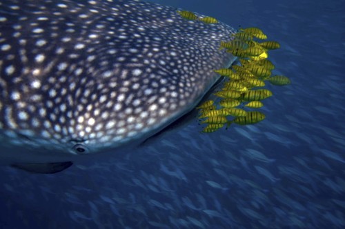 Whale shark