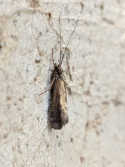 Hydropsyche exocellata