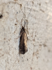 Hydropsyche exocellata