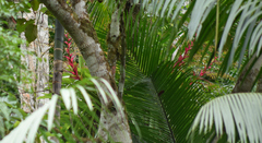 Vriesea philippocoburgi