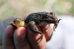 Lithobates yavapaiensis