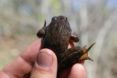 Lithobates yavapaiensis