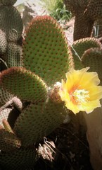 Opuntia huajuapensis