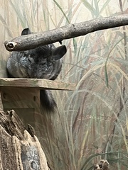 Chinchilla chinchilla