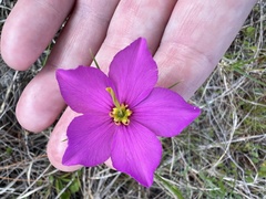 Sabatia grandiflora