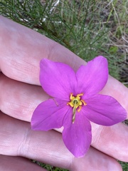 Sabatia grandiflora