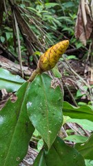 Costus lasius