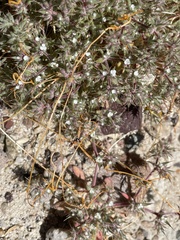 Chorizanthe spinosa