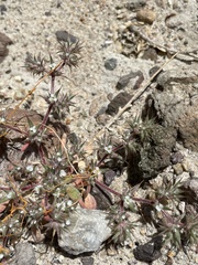 Chorizanthe spinosa