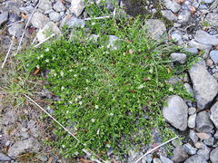 Arenaria serpens