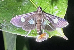 Diaphania exclusalis