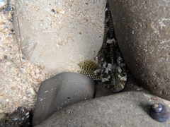 Clinocottus recalvus