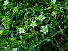 Arenaria serpens